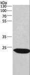 Charged Multivesicular Body Protein 1A antibody, LS-C404816, Lifespan Biosciences, Western Blot image 