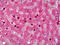 Insulin Like Growth Factor Binding Protein 5 antibody, TA316916, Origene, Immunohistochemistry paraffin image 