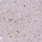 Teneurin-4 antibody, NBP2-57382, Novus Biologicals, Immunohistochemistry paraffin image 