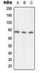 N-Ethylmaleimide Sensitive Factor, Vesicle Fusing ATPase antibody, LS-C352599, Lifespan Biosciences, Western Blot image 