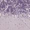 Transmembrane Protein 240 antibody, NBP2-68843, Novus Biologicals, Immunofluorescence image 
