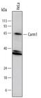 Coactivator Associated Arginine Methyltransferase 1 antibody, AF7277, R&D Systems, Western Blot image 