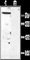 Potassium Voltage-Gated Channel Subfamily C Member 2 antibody, GTX16639, GeneTex, Western Blot image 