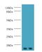 Gem Nuclear Organelle Associated Protein 7 antibody, LS-C318475, Lifespan Biosciences, Western Blot image 