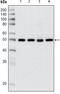 Histone Deacetylase 3 antibody, STJ98129, St John