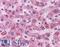 Cyclin D1 antibody, LS-B4507, Lifespan Biosciences, Immunohistochemistry frozen image 