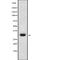 Homeobox D10 antibody, abx216019, Abbexa, Western Blot image 