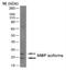 Myelin Basic Protein antibody, NB600-717, Novus Biologicals, Western Blot image 