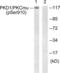 Serine/threonine-protein kinase D1 antibody, LS-C199464, Lifespan Biosciences, Western Blot image 
