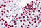 H1 Histone Family Member 0 antibody, MBS246041, MyBioSource, Immunohistochemistry frozen image 