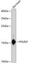 RNA Polymerase II Subunit F antibody, 22-503, ProSci, Western Blot image 