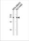 6C6-AG tumor-associated antigen antibody, TA325181, Origene, Western Blot image 