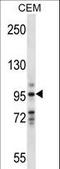 Vav Guanine Nucleotide Exchange Factor 1 antibody, LS-C160503, Lifespan Biosciences, Western Blot image 