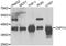 Canopy FGF Signaling Regulator 3 antibody, A7176, ABclonal Technology, Western Blot image 