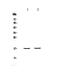 Placenta Associated 9 antibody, PA5-79825, Invitrogen Antibodies, Western Blot image 