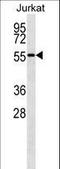 Nuclear pore complex protein Nup50 antibody, LS-C163073, Lifespan Biosciences, Western Blot image 