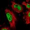 Atrophin 1 antibody, NBP1-90044, Novus Biologicals, Immunofluorescence image 