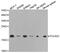 RNA Polymerase II Subunit D antibody, TA332448, Origene, Western Blot image 