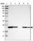 Phosphatidylethanolamine Binding Protein 1 antibody, HPA008819, Atlas Antibodies, Western Blot image 