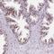 Structural Maintenance Of Chromosomes 5 antibody, NBP2-47271, Novus Biologicals, Immunohistochemistry frozen image 