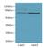 WD And Tetratricopeptide Repeats 1 antibody, LS-C378261, Lifespan Biosciences, Western Blot image 