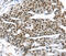 RAS Related antibody, MBS2518867, MyBioSource, Immunohistochemistry paraffin image 