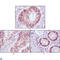 Forkhead Box A2 antibody, LS-C812474, Lifespan Biosciences, Immunohistochemistry paraffin image 