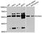 Cyclin A2 antibody, LS-C746826, Lifespan Biosciences, Western Blot image 