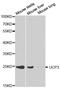 Uncoupling Protein 3 antibody, LS-C331518, Lifespan Biosciences, Western Blot image 
