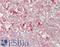 Frataxin antibody, LS-B14580, Lifespan Biosciences, Immunohistochemistry paraffin image 