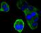Ubiquitin D antibody, A01970-3, Boster Biological Technology, Immunocytochemistry image 