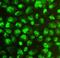 SRY-Box 15 antibody, A07722-1, Boster Biological Technology, Immunofluorescence image 