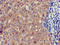 Eukaryotic translation initiation factor 4E transporter antibody, LS-C682180, Lifespan Biosciences, Immunohistochemistry paraffin image 