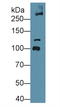 Collagen Type VI Alpha 3 Chain antibody, LS-C374331, Lifespan Biosciences, Western Blot image 