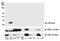 CD8 antibody, A700-044, Bethyl Labs, Western Blot image 
