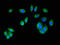 Mitogen-Activated Protein Kinase Kinase 6 antibody, LS-C369959, Lifespan Biosciences, Immunofluorescence image 