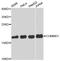Copper Metabolism Domain Containing 1 antibody, STJ23196, St John