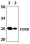 Mitochondrially Encoded Cytochrome C Oxidase II antibody, PA5-75199, Invitrogen Antibodies, Western Blot image 