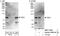 T-Box 3 antibody, NBP1-71853, Novus Biologicals, Western Blot image 