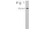 Dynein Light Chain LC8-Type 2 antibody, MA1-070, Invitrogen Antibodies, Western Blot image 