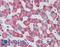 ADAMTS13 antibody, LS-B15529, Lifespan Biosciences, Immunohistochemistry paraffin image 