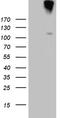 Interleukin 20 Receptor Subunit Alpha antibody, LS-C799148, Lifespan Biosciences, Western Blot image 