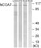 Nuclear Receptor Coactivator 7 antibody, abx014674, Abbexa, Western Blot image 