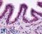 Prostaglandin E Receptor 2 antibody, LS-A968, Lifespan Biosciences, Immunohistochemistry paraffin image 