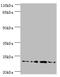 Frataxin antibody, A59162-100, Epigentek, Western Blot image 