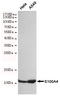 S100 Calcium Binding Protein A4 antibody, STJ99280, St John