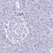 Homer Scaffold Protein 3 antibody, PA5-59383, Invitrogen Antibodies, Immunohistochemistry paraffin image 