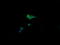 Crystallin Alpha A antibody, LS-C787720, Lifespan Biosciences, Immunofluorescence image 