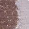GPRIN Family Member 3 antibody, NBP2-33841, Novus Biologicals, Immunohistochemistry paraffin image 