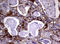 Wnt Family Member 3 antibody, LS-C175701, Lifespan Biosciences, Immunohistochemistry paraffin image 